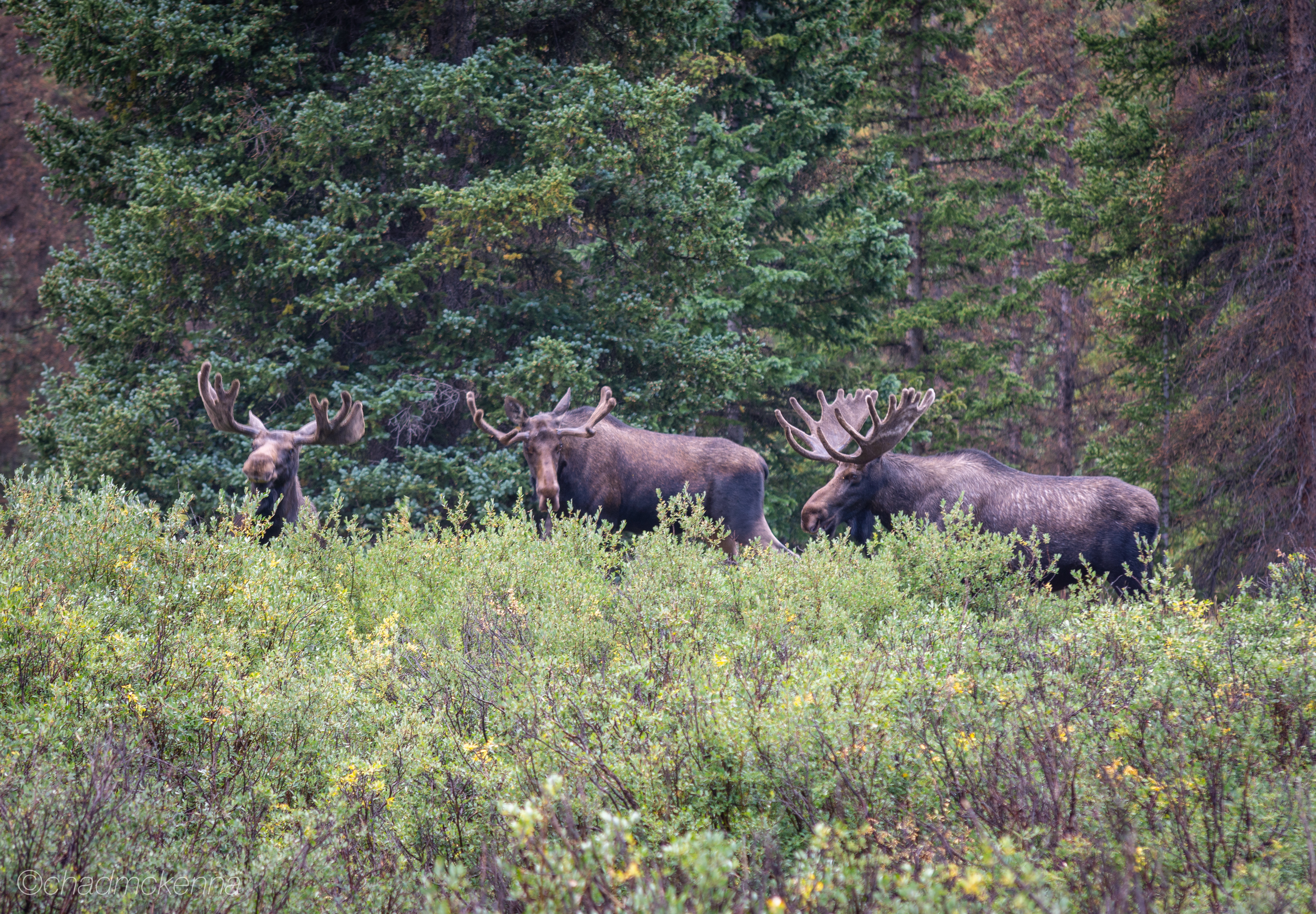 Moose on our way to Hancock Lake outside of Buena Vista