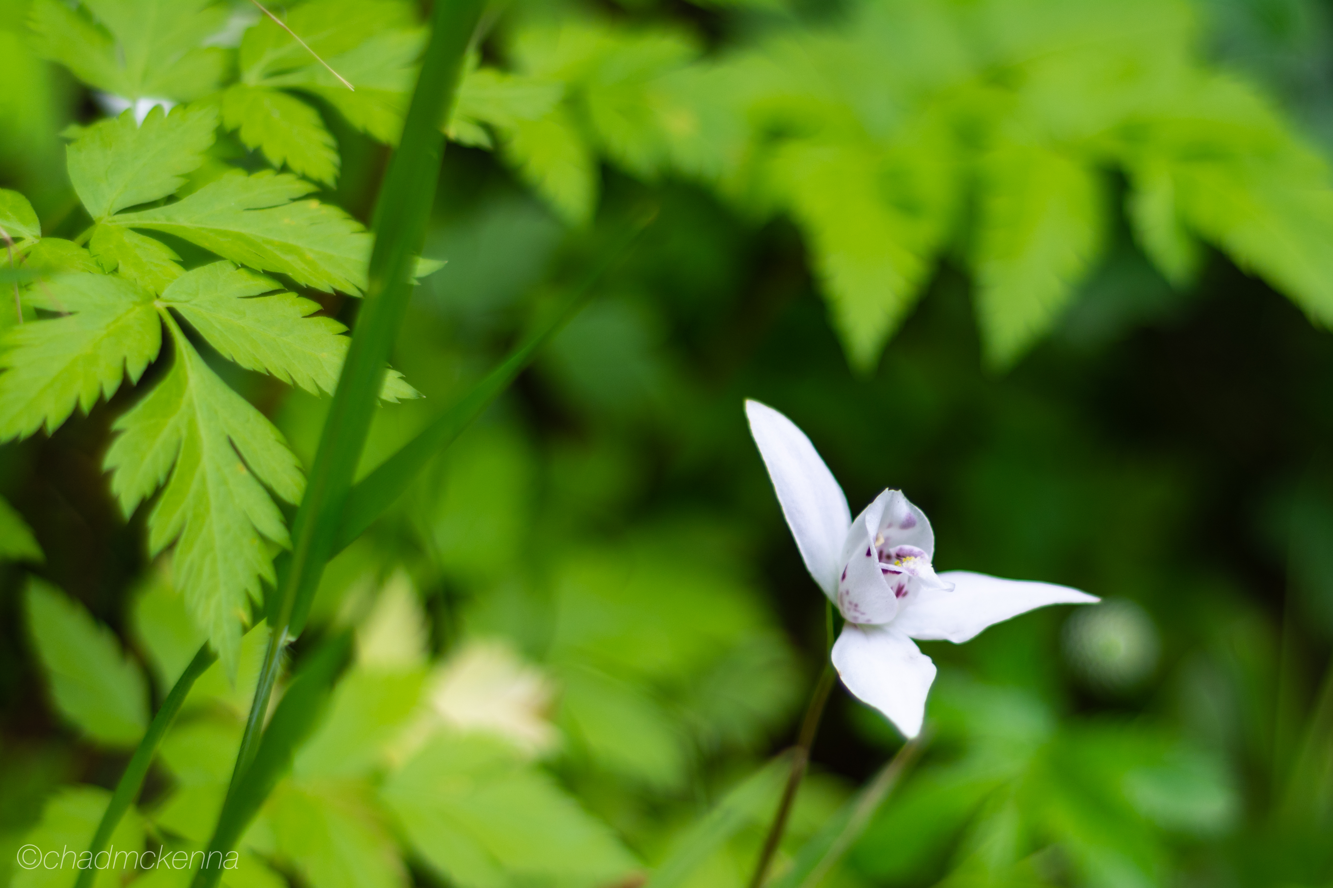 Flowers!